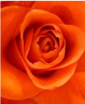 Valentiens day flower