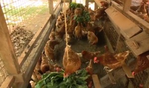 Agro-Tourism Visitors at Farm
