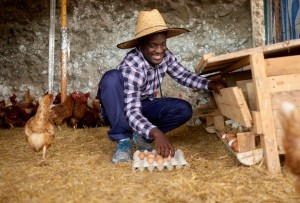 Azolla is plant Protein for the chicken