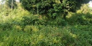 Black Soldier Fly Larvae is Protein for the chicken