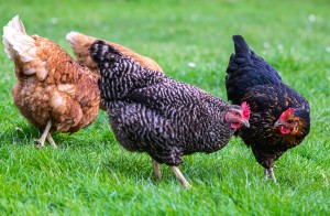 Community with Eli at the Farm Land site