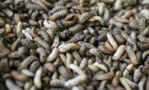 Lush Green land is Ready