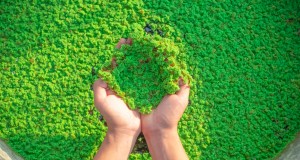 Organic Natural Nutritious Eggs