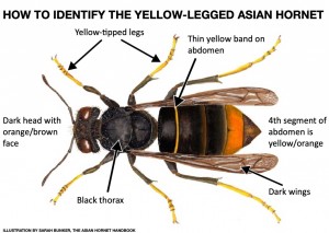 Asian Hornet Identification © Sarah Bunker
