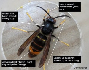 Asian Hornet identification