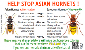 Not to be mistaken with our native European Hornet