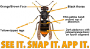 See it, Snap it, App it!