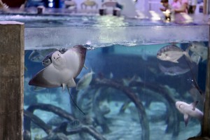 Houston Sting Ray and Shark Diving Underwater Experience at Houston Interactive Aquarium