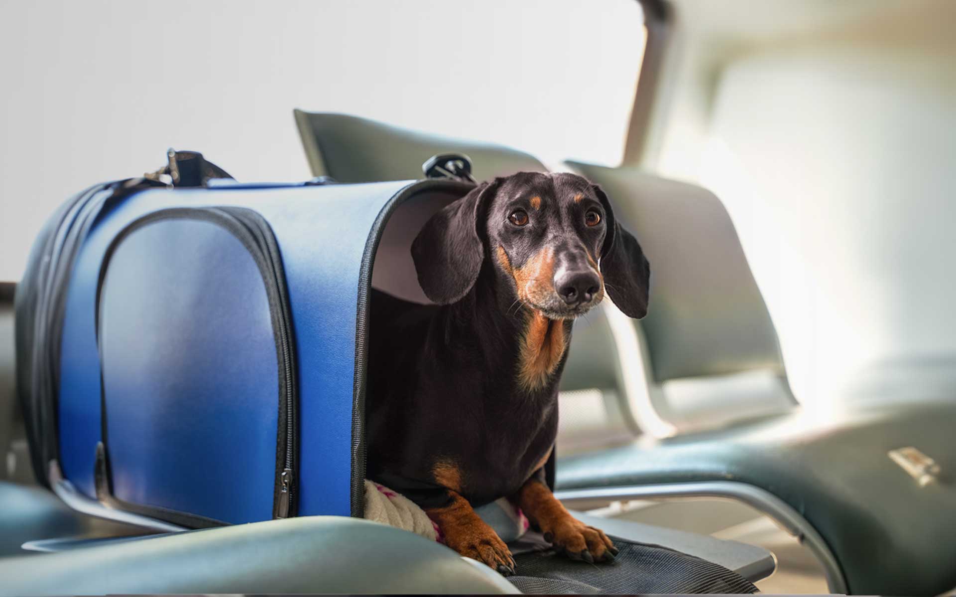 The Netherlands’ New Online Store Specializing in Travel Products for Dogs and Cats