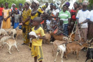 Donation of goats to women in the community of Napone, Burkina Faso