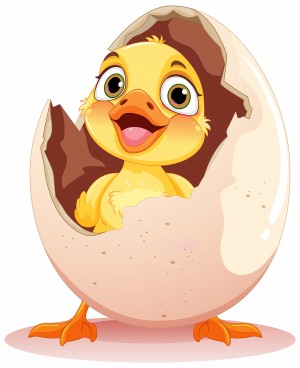 Yellow Yolk Chick
