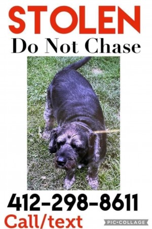 Lucky the Stolen Dog