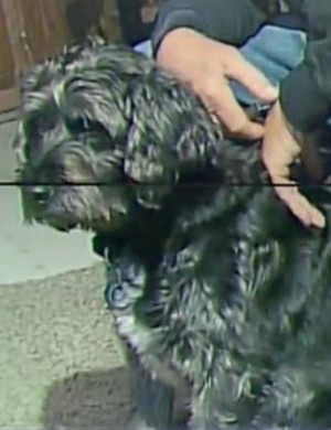 Stolen Lucky Dog Veteran Press Release