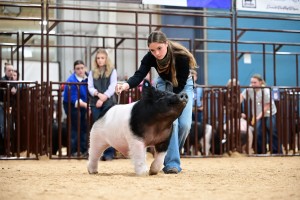 78th Annual Arizona National Livestock Show