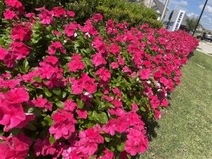 My Neighbor Services Offers Expert Lawn Care and Tree Services Across Texas