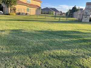 My Neighbor Services Offers Expert Lawn Care and Tree Services Across Texas