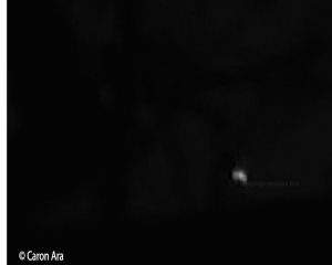 the one metallic craft encountered