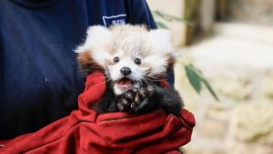 Roxie happy in Edinburgh Zoo