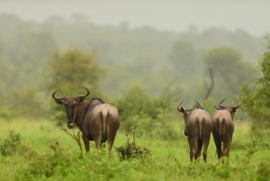 Kenya Safaris