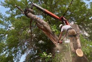 tree removal services