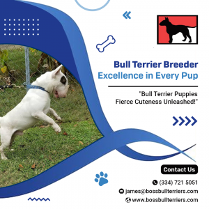 Bull Terrier Breeders 2