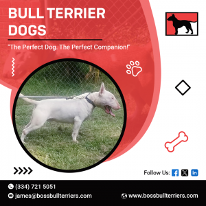 Bull Terrier dogs 2