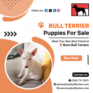 Bull Terrier Puppies 2