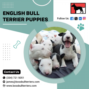 English Bull Terrier puppies