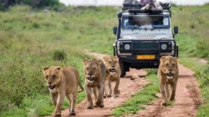 Affordable Safaris Shake Up the Travel Industry: Tour Uganda from Just $354
