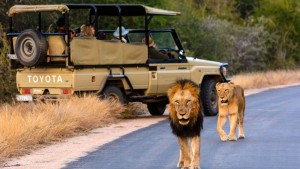 Affordable Safaris Shake Up the Travel Industry: Tour Uganda from Just $354