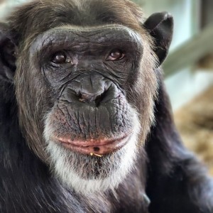 5.Janice -  artist - Save the Chimps