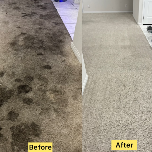 Doggie Disaster Miracle Cleaning