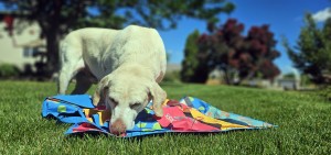 canine enrichment for the real world