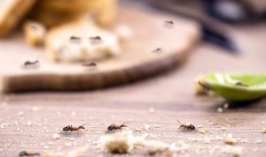 ants control problem