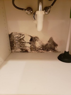 mold remediation services Kauai