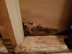 mold remediation services