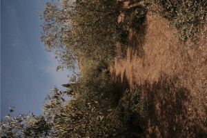 TRIP Agency Sweden Large