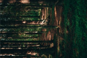 TRIP Agency Toscana Large