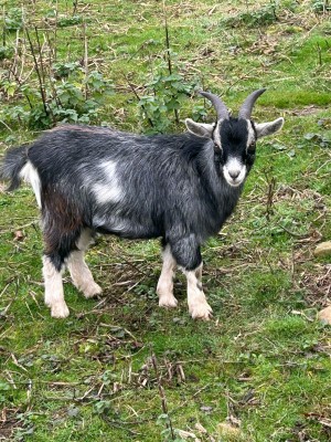 Peter Grubisc_Farming practices