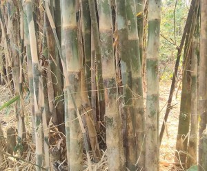 best bamboo seeds