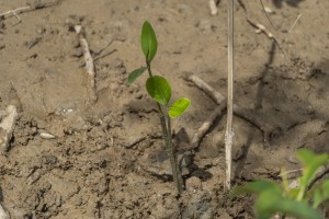 Let's Not Forget Mangroves This World Forest Day