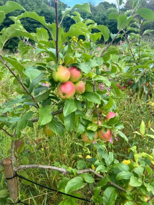 Peter Grubisic car salesman