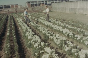 Mellano & Company Celebrates 100 Years of Floral Farming Excellence - A Century of Growth and Innovation