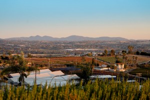 Mellano & Company Celebrates 100 Years of Floral Farming Excellence - A Century of Growth and Innovation