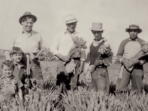 Mellano & Company Celebrates 100 Years of Floral Farming Excellence - A Century of Growth and Innovation
