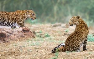 2 leopards