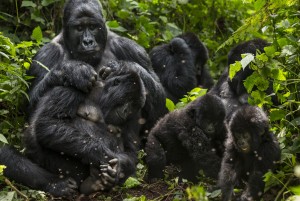 Gorilla Trekking Family