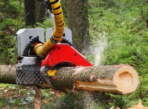 Tree Removal Services
