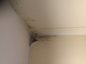 Errol Baptiste 43 Bengarth Road Northolt Ealing UB5 5LH picture of deteriorating damp mould peeling 