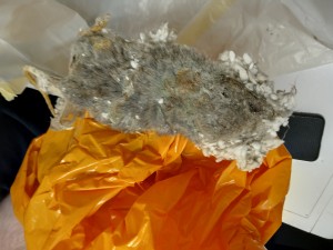 Errol Baptiste picture of rat discovered 19 2 2025 at 43 Bengarth Road by Abal Environmental Service